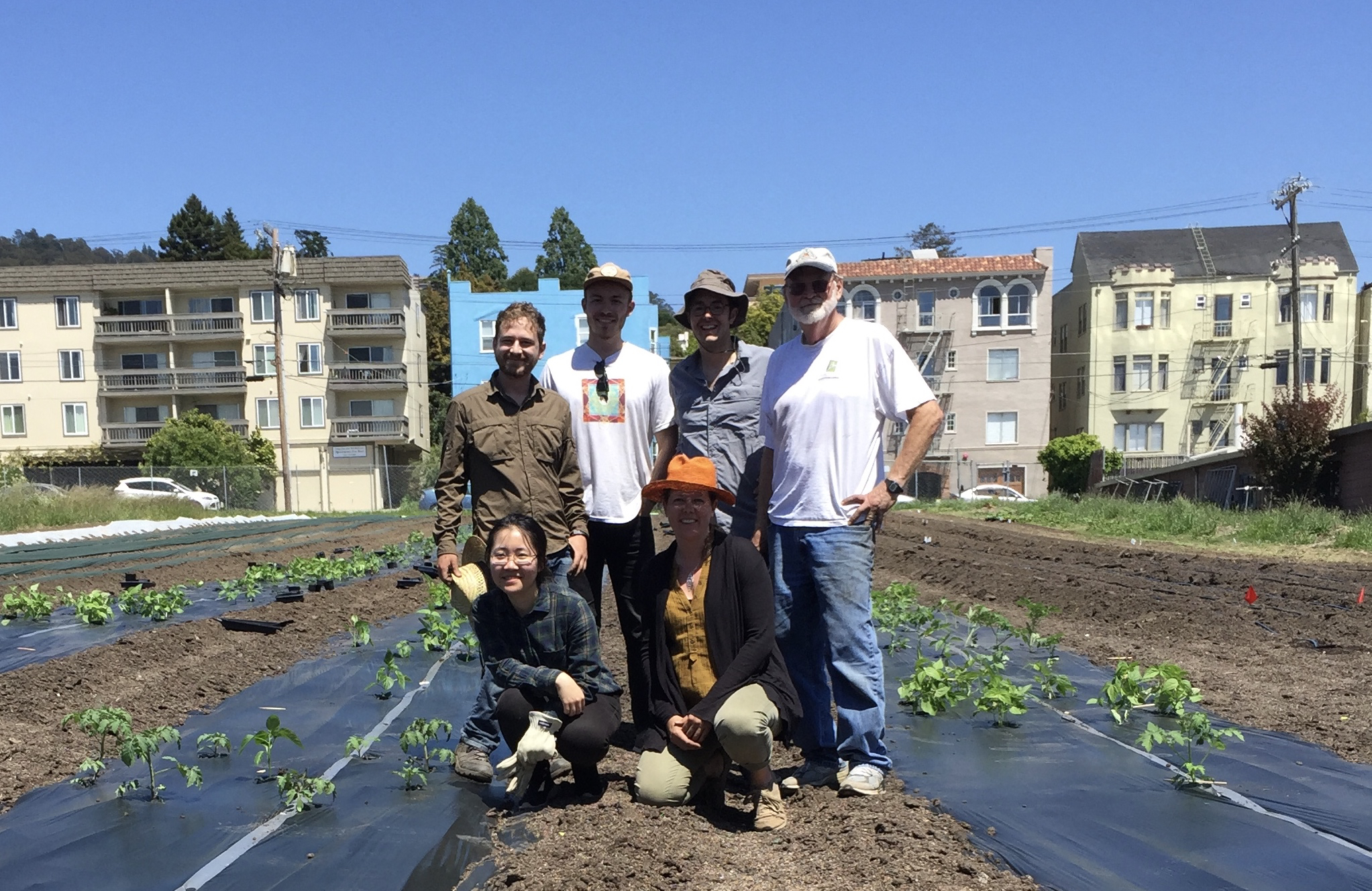 Picture of field team at the Oxford tract in Berkeley preparing for our tomato neighborhood experiment.